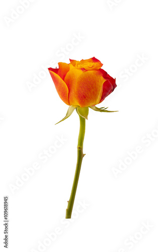 Orange-red rose flower. Orange-red rose flower on white background.
