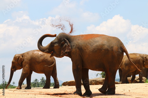 elefant beim k  hlen