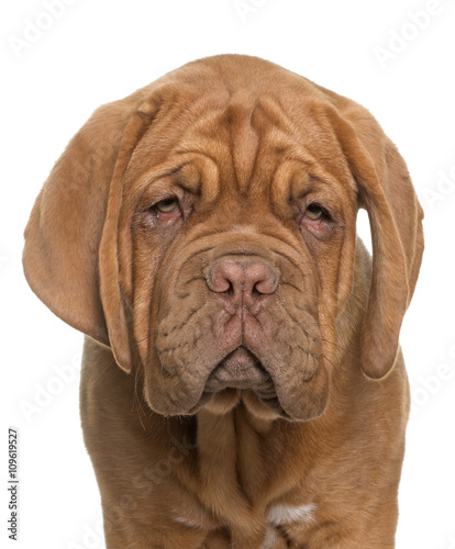 puppy Dogue de Bordeaux