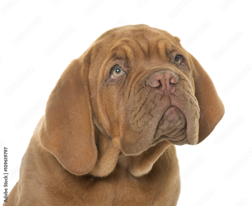 puppy Dogue de Bordeaux puppy Dogue de Bordeaux