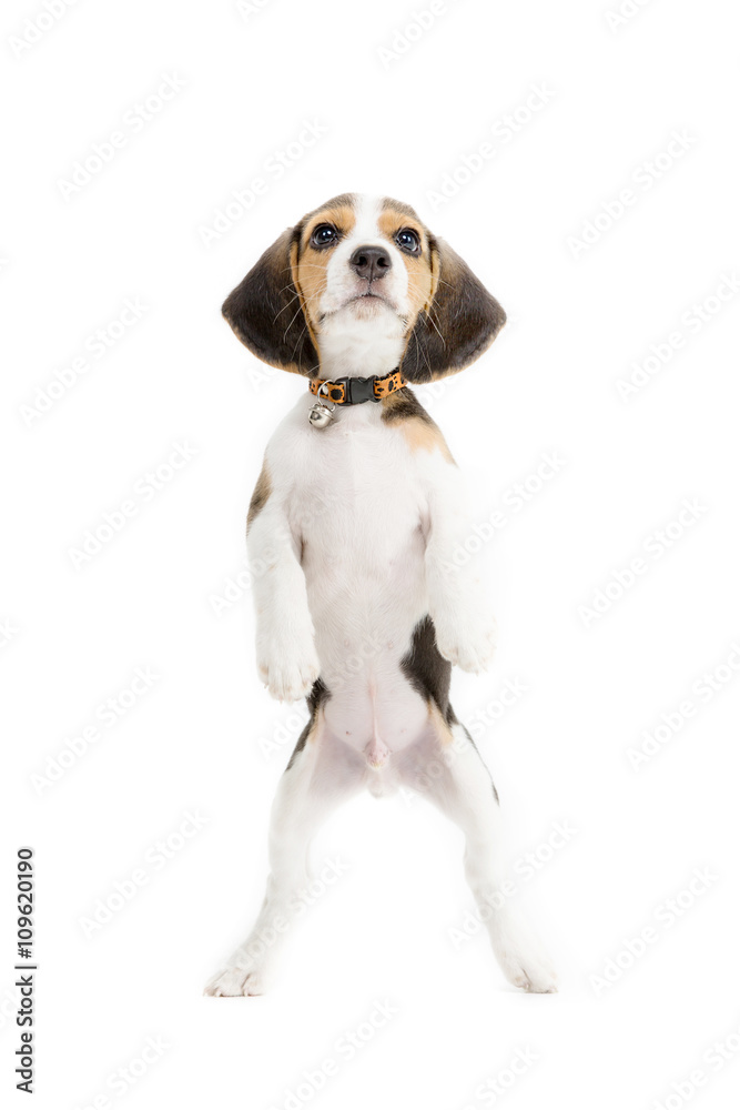 Happy outlet beagle puppy