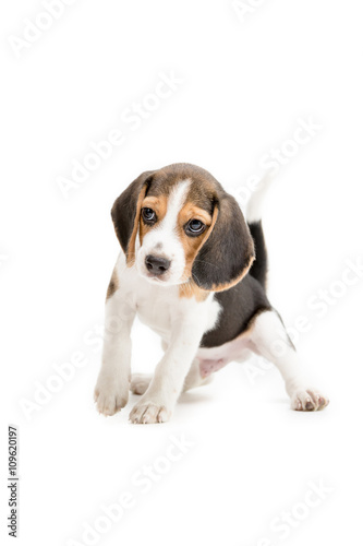 Happy beagle puppy on isolated background