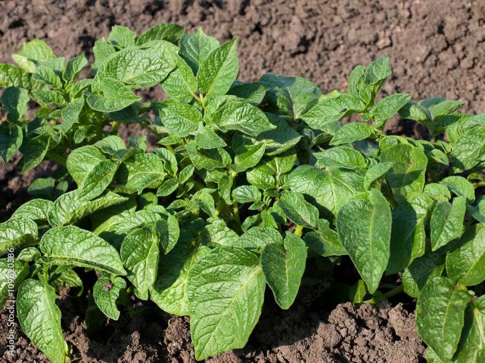 Obraz premium Potato Plant