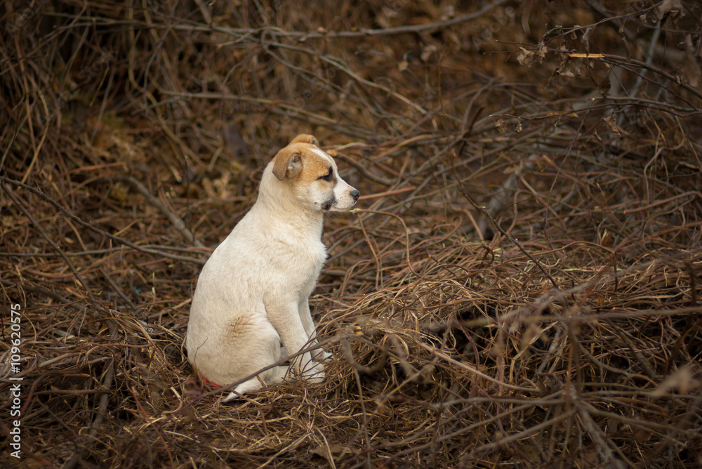 Brave stray puppy sitting in sinister place and waiting for the mom's return Brave stray puppy sitting in sinister place and waiting for the mom's return