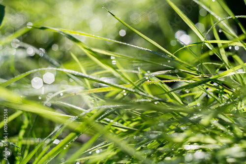 Morning Grass Macro