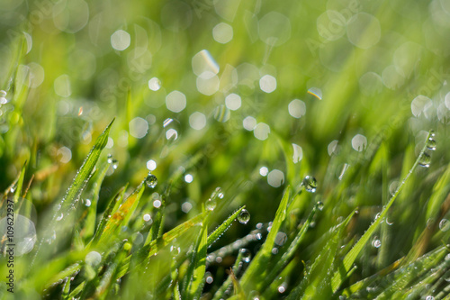 Morning Grass Macro