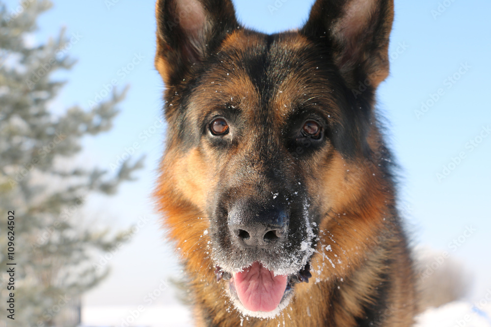 German shepherd dog is guarding an important object