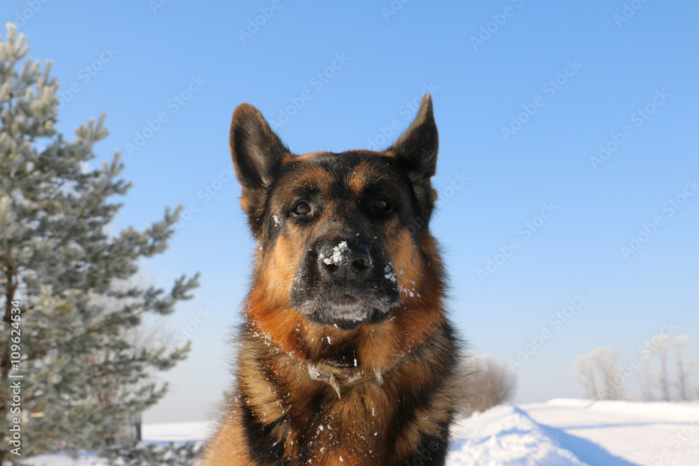German shepherd dog is guarding an important object German shepherd dog is guarding an important object