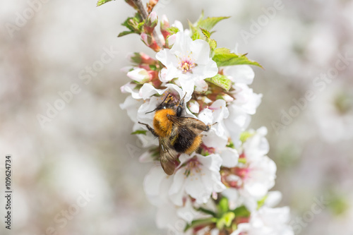 bumblebee harvesting pollen from Cherry Blossom