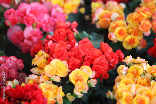 Fototapeta Naklejka Na Ścianę i Meble -  colorful begonia flower