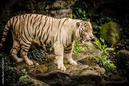 Fototapeta Naklejka Na Ścianę i Meble -  White Tiger in Sigapore Zoo 2016