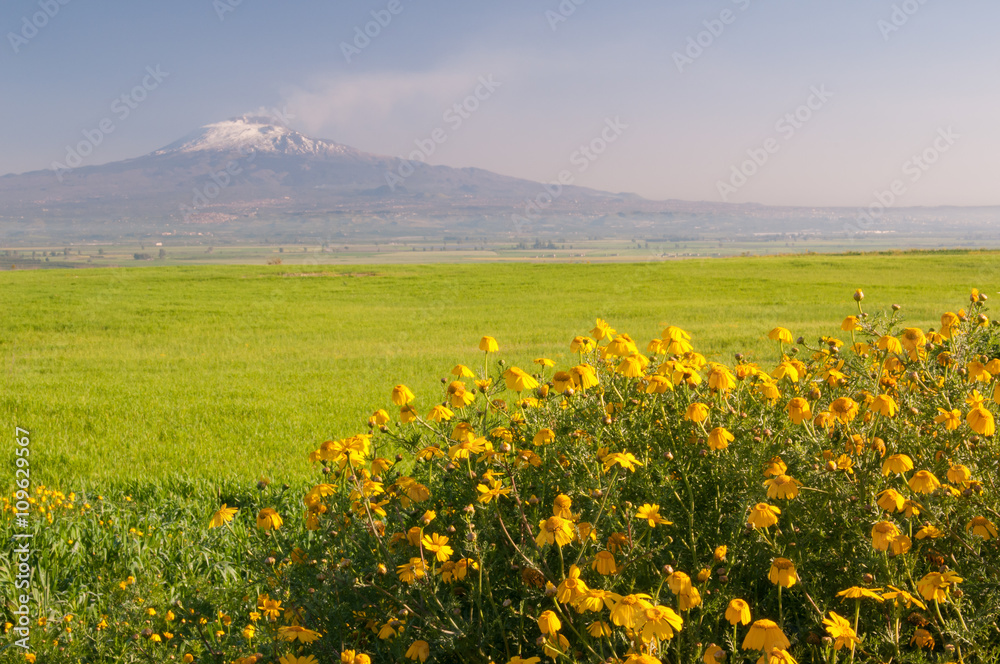 Landscape of Sicily: yellow daisies in the fields of the Catania plain and Mount Etna in the distance