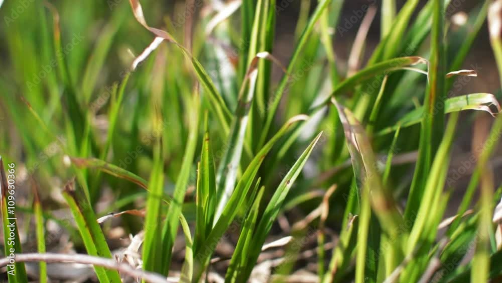 Grass Sways in the Wind Grass Sways in the Wind