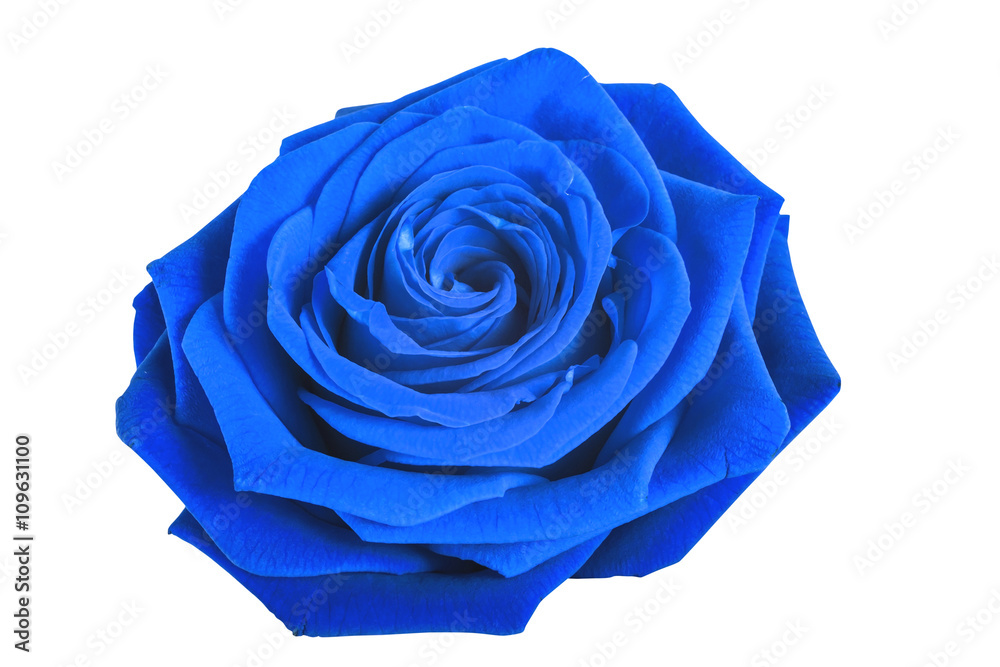 Naklejka premium Blue rose isolated on white background