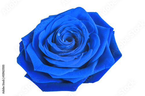 Blue rose isolated on white background