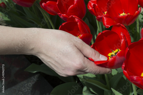 female hand holding a red tulips
 photo