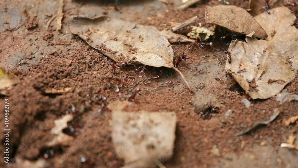 Close-up shot of an ant trail in Karura Forest, Nairobi, Kenya. Close-up shot of an ant trail in Karura Forest, Nairobi, Kenya.