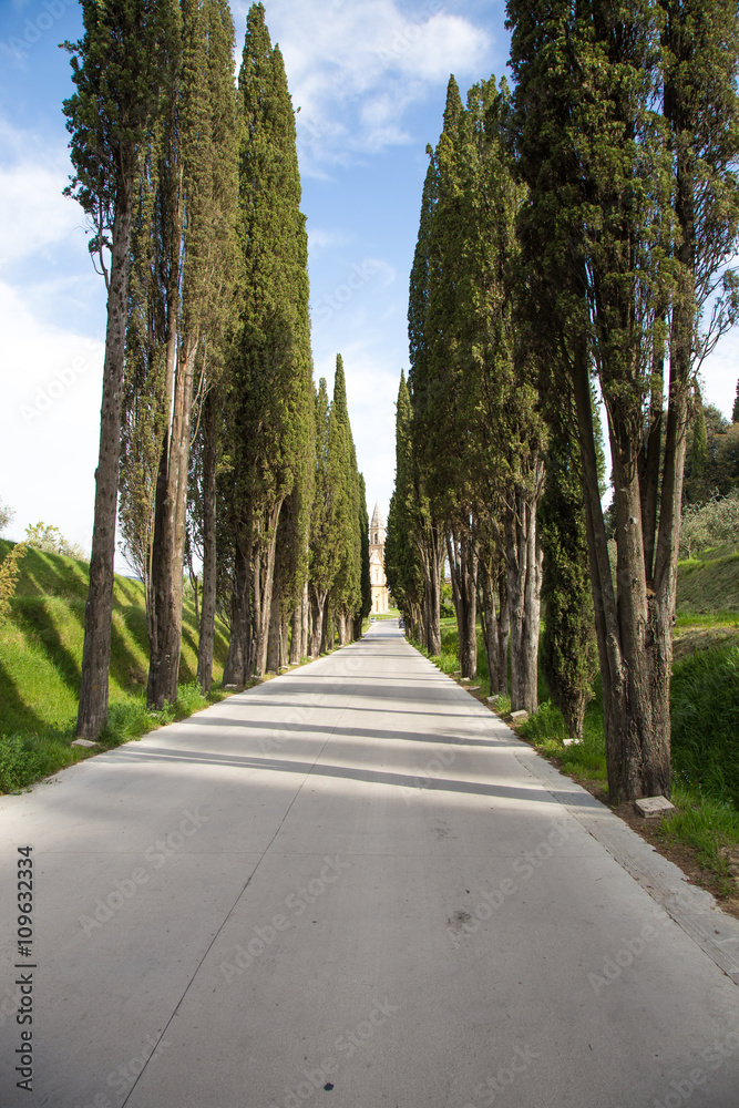 Tree-lined Avenue