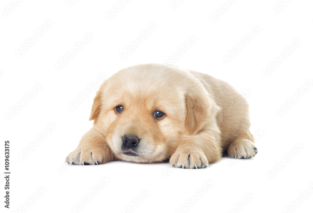 little labrador puppy on a white background