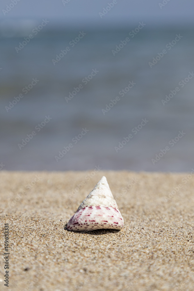 summer template with a seashell on sandy beach summer template with a seashell on sandy beach