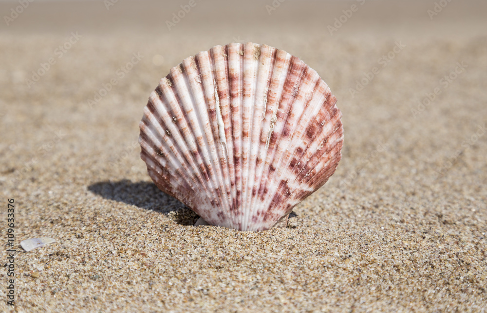 summer template with seashell on sand summer template with seashell on sand