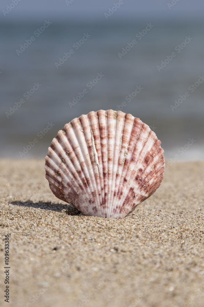summer template with seashell on sand summer template with seashell on sand