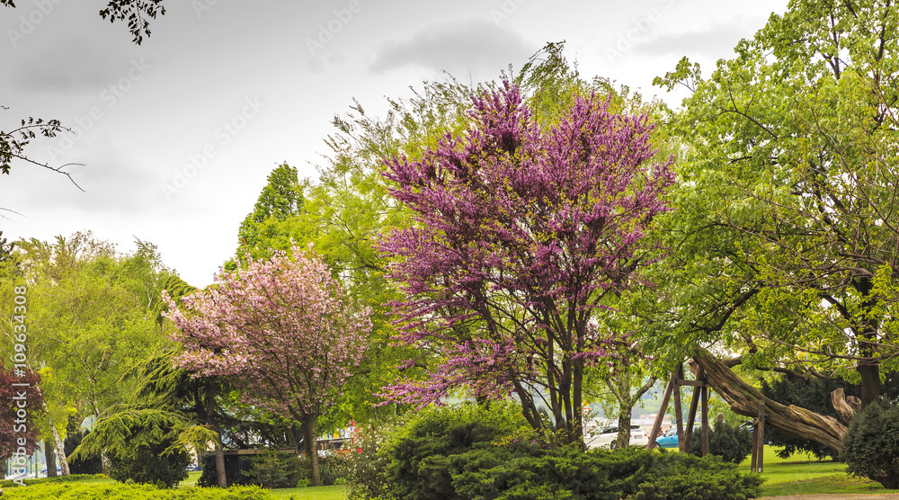 Flowering cherries in one of Budapest's parks