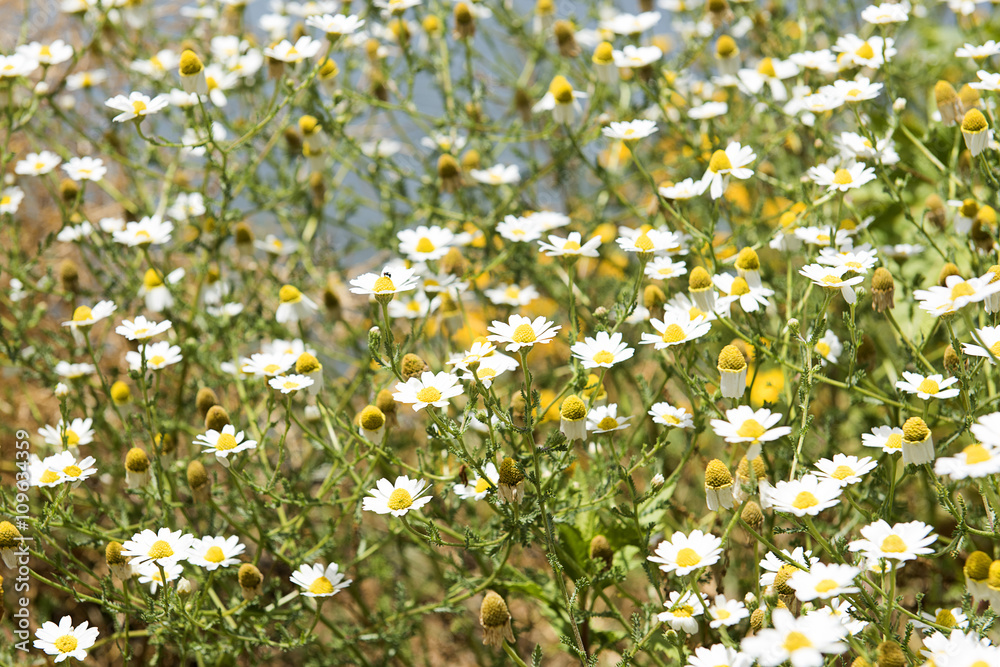 many white daisies on the field
