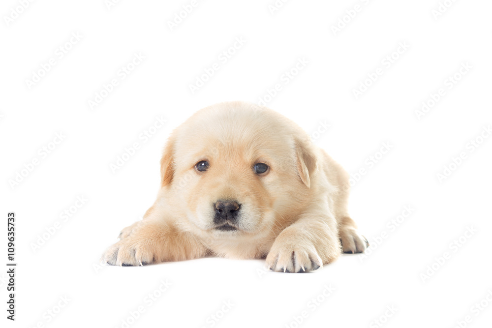 little labrador puppy on a white background little labrador puppy on a white background