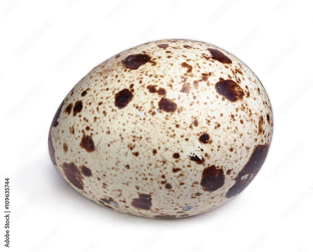 Quail egg isolated on a white background with clipping path Quail egg isolated on a white background with clipping path
