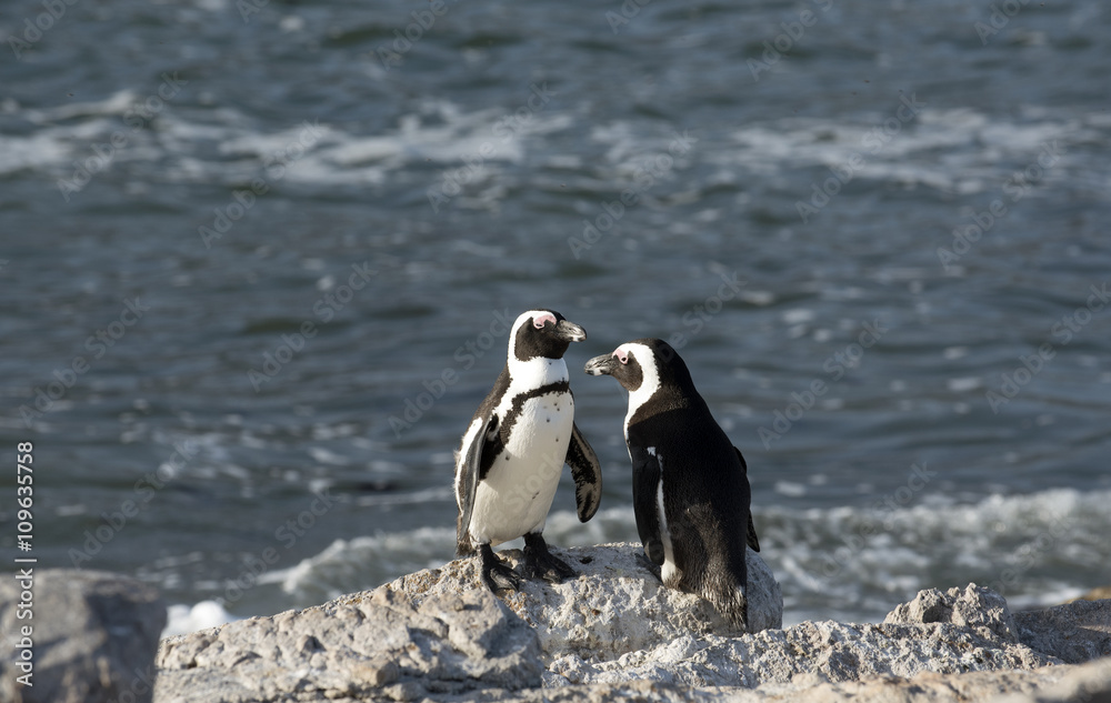 Obraz premium African penguins at Betty's Bay in the Western Cape South Africa