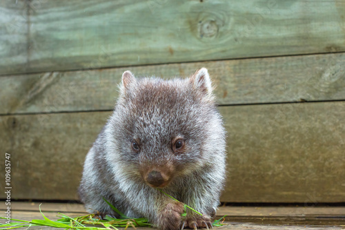 Little wombat, Vombatus ursinus,3 months old female while eating blades of grass inside Bonorong Wildlife Sanctuary, Hobart, Tasmania, Australia. photo