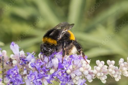 Bombus terrestris, Buff-tailed bumblebee, Large earth bumblebee on Vitex agnus-castus, Chaste tree, Chasteberry, Abraham's Balm, Monk's pepper