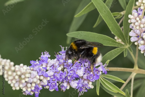 Bombus terrestris, Buff-tailed bumblebee, Large earth bumblebee on Vitex agnus-castus, Chaste tree, Chasteberry, Abraham's Balm, Monk's pepper
