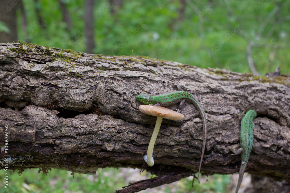 Obraz premium Green lizard in the wild.