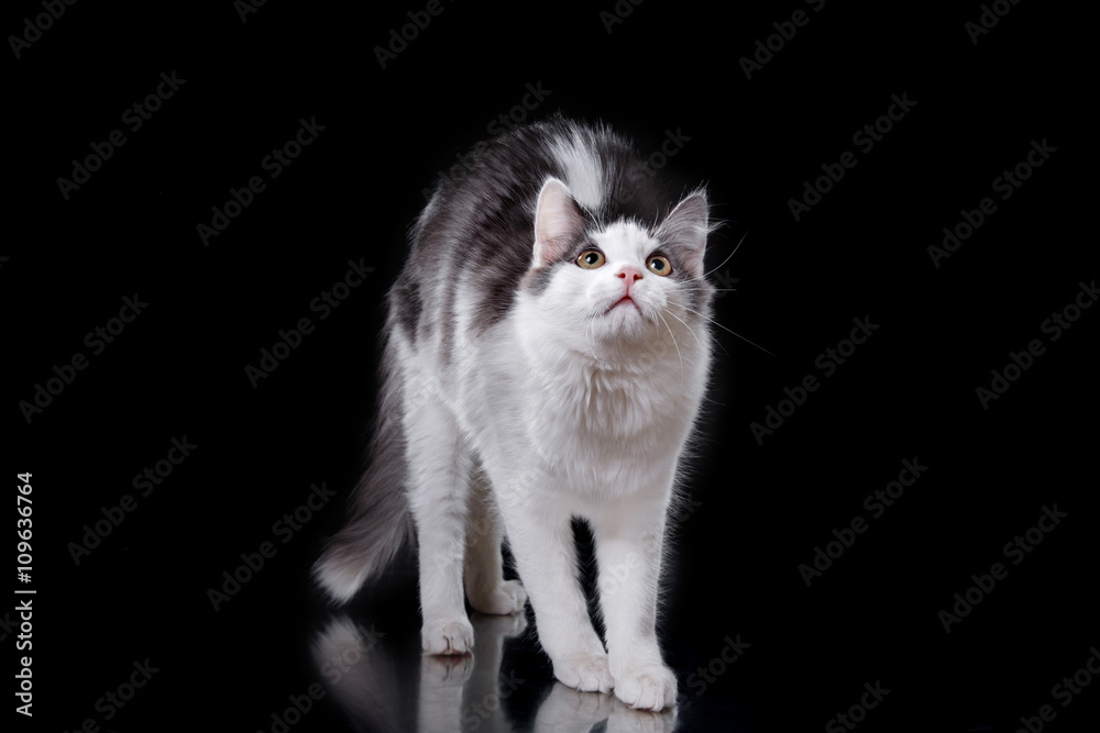 Young three-colored cat Young three-colored cat