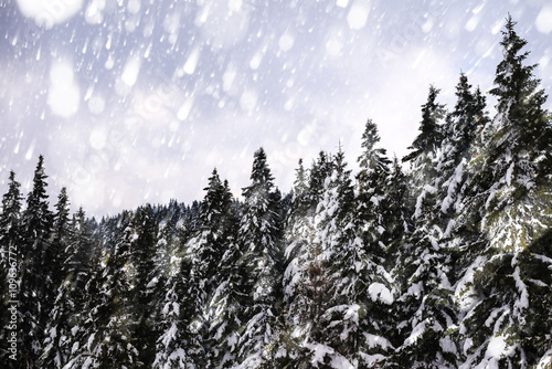 Beautiful winter landscape with snow covered trees