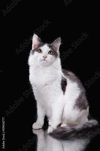 Young three-colored cat
