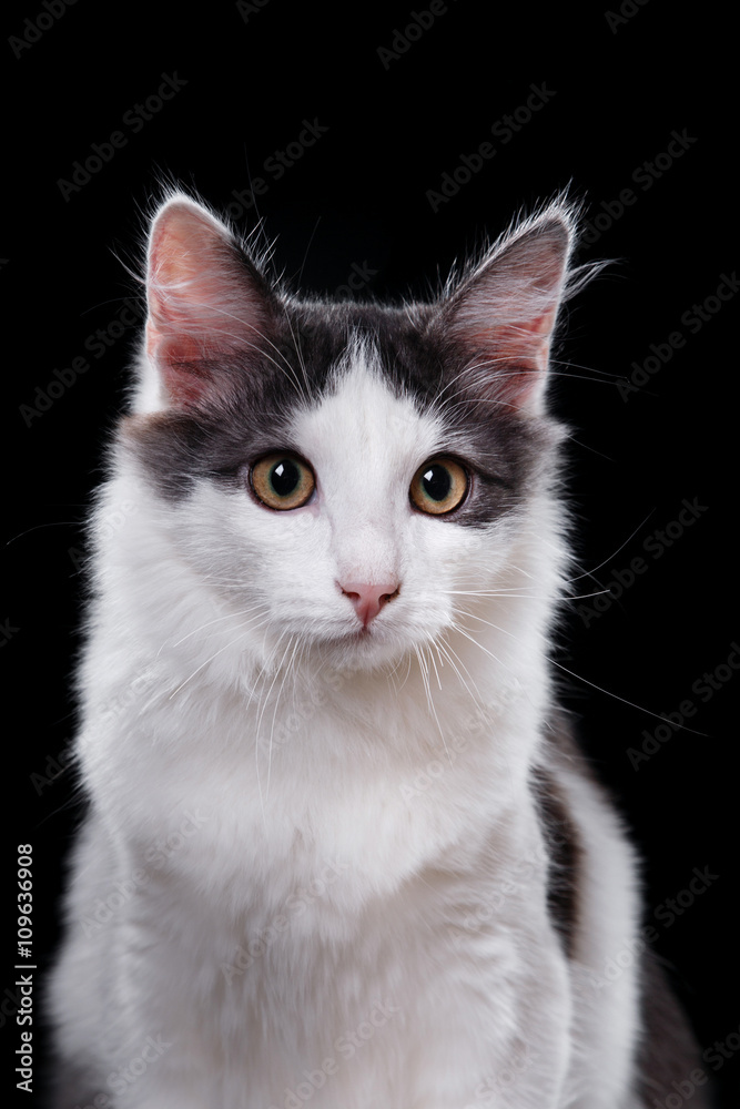 Young three-colored cat