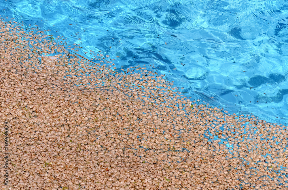 Little leaves floating over the water swimming pool. Abstract summer background.