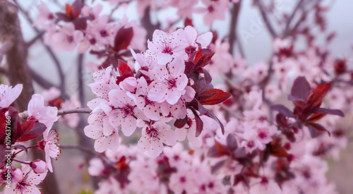 Branches of blooming purple leafed plum.