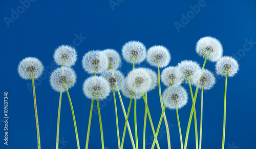 dandelion flower on blue color background, many closeup object