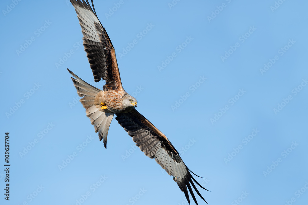 Red Kite (Milvus Milvus)/Red Kite flying through clear blue sky Red Kite (Milvus Milvus)/Red Kite flying through clear blue sky