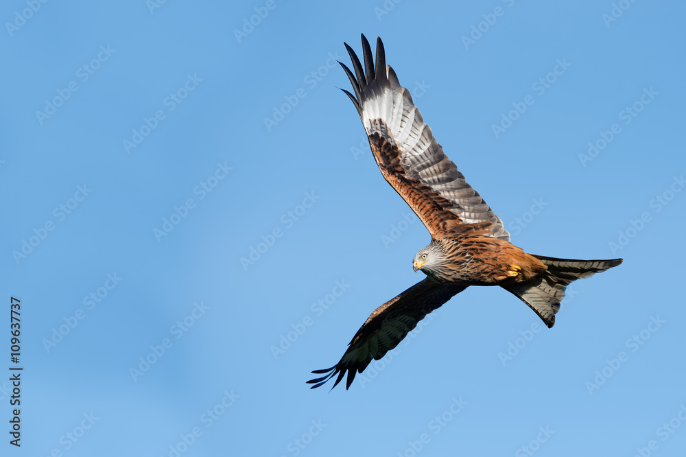 Obraz premium Red Kite (Milvus Milvus)/Red Kite flying through clear blue sky