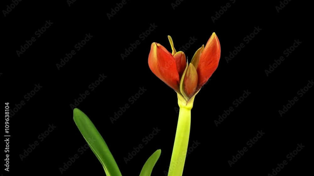 opening flower amaryllis time lapse isolated on black