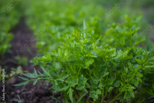 Organic parsley grow in home garden