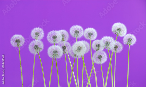 dandelion flower on violet color background, many closeup object