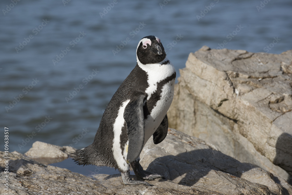Obraz premium African penguins at Betty's Bay in the Western Cape South Africa
