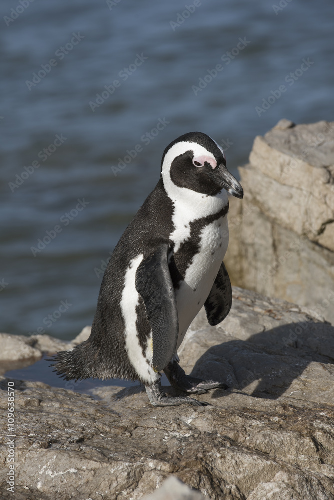 Obraz premium African penguins at Betty's Bay in the Western Cape South Africa