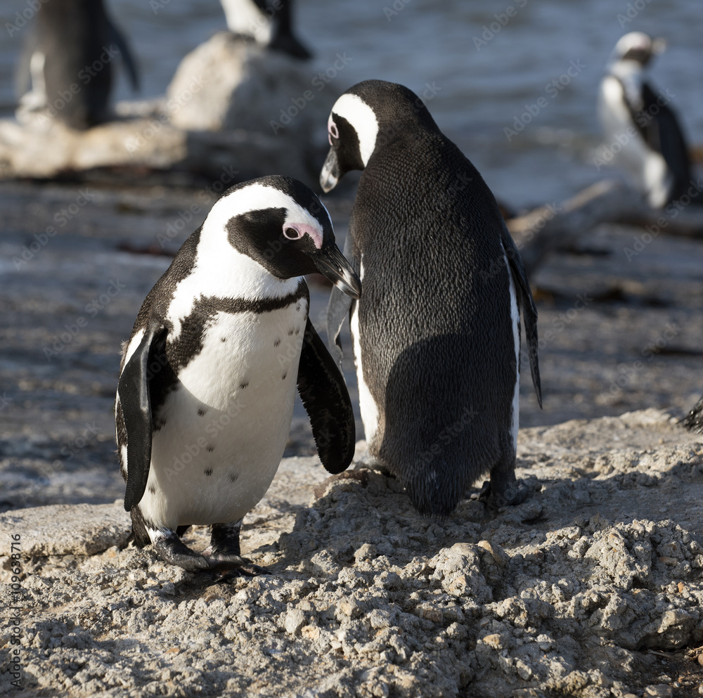 Naklejka premium African penguins at Betty's Bay in the Western Cape South Africa